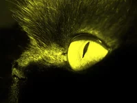  007 копия.webp