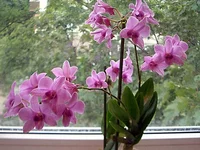 .webp
