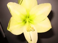 IMG_0091_1.webp