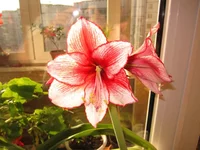 IMG_0083_1.webp