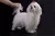 oct2011_dogs_print-69.webp
