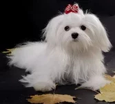 oct2011_dogs_web-78.webp
