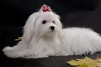 oct2011_dogs_web-77.webp