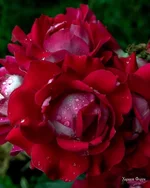 56be2b5f2809b015.jpg