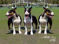 LisTr0511921.webp