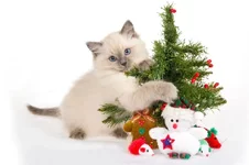 2.webp