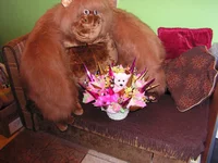 PICT0038.webp