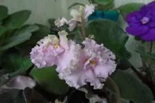 Ancient Lace_thumb.webp