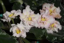 sankissed rose1_thumb.webp