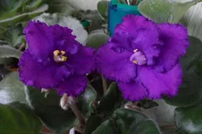 -Лесная Ежевика_thumb.webp