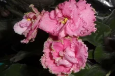  Русалки (Морев)_thumb.webp