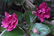 -Шанхайская Роза спорт_thumb.webp