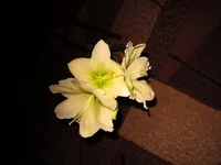 IMG_0098_2_1.JPG
