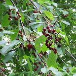 275px-Prunus_avium_fruit.jpg