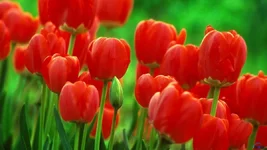 flowers_458-1366x768.jpg