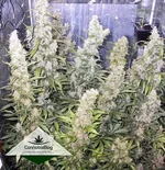 cannabis-buds-defoliation.webp