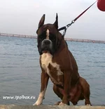 10_ybsen_sit.webp