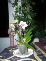  033.webp