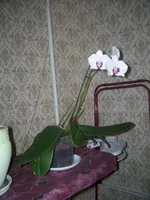  032.webp