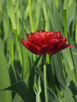 IMG_4662.webp