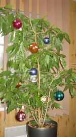 IMG_0469.webp