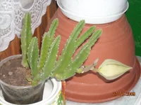 DSCN0512.webp