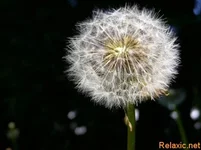 11na.webp