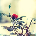 mebilia_001.webp