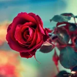 mebilia_023.webp