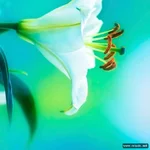 mebilia_032.webp