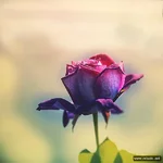 mebilia_040.webp