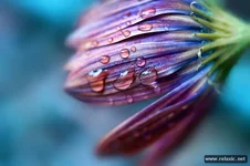 mebilia_050.webp