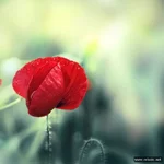 mebilia_053.webp