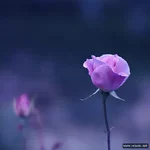 mebilia_070.webp
