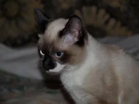 PC126997.JPG1.webp
