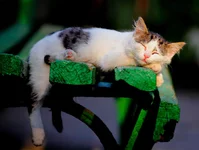 DPP_36361.webp