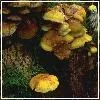 foto_forest-floor_14.webp