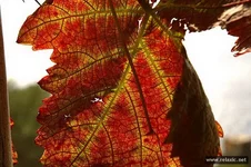 november_013.webp