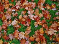 november_041.webp