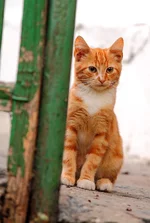 DPP_36401.webp
