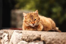 DPP_36421.webp