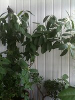 IMG_0330.jpg