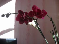 IMG_0263.webp