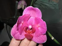 IMG_0237.jpg