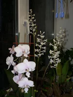 P1160319.webp