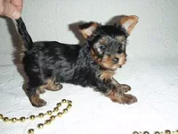 schenki-metisy-york-chihua_55530285_1_F.jpg