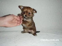 schenki-metisy-york-chihua_55530285_2_F.jpg