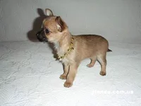 schenki-metisy-york-chihua_55530285_3_F.jpg