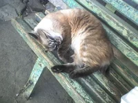 SP_A0408.webp