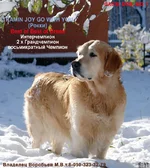 rokky-joy почта.webp